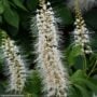 Buckeye – Bottlebrush – #1 Container